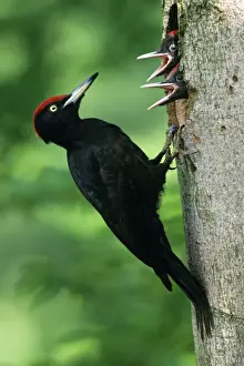 Father Prints: Black Woodpecker - male bird at nest entrance with offspring Lower Saxony, Germany