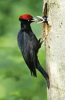 Black Woodpecker - male feeding offspring at nest entrance