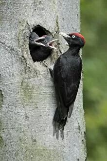 Black Woodpecker - male at nest entrance with 2 chicks begging for food