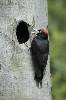 Images Dated 22nd May 2009: Black Woodpecker - male at nest entrance calling to chicks, Lower Saxony, Germany