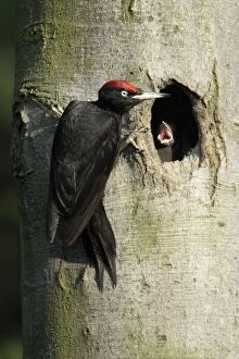 Black Woodpecker - male at nest entrance feeding chick
