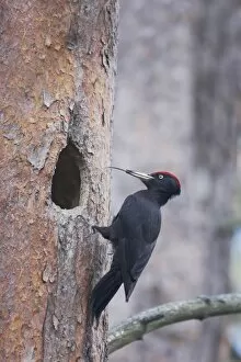 Black Woodpecker - Male at Nest Hole Showing Tongue
