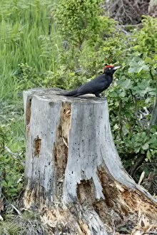 Tree Stumps Gallery: Black Woodpecker - male resting on decaying fir tree stem, after searching for grubs