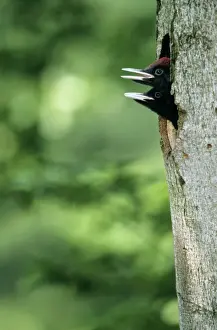 In Hole Prints: Black Woodpecker - offspring at nest entrance