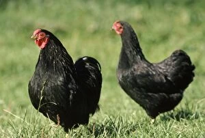 Chickens Collection: Black Wyandotte Chicken - cock & hen, domestic fowl