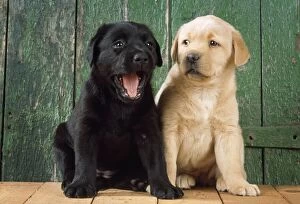 Images Dated 5th August 2008: Black & Yellow Labrador Dog - puppies by barn door