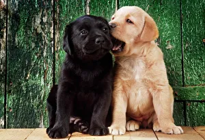 DOG - black Labrador puppy by barn door