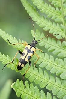 Fern Gallery: Black and yellow longhorn beetle, Norfolk UK
