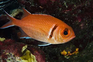 Images Dated 11th November 2011: Blackbar Soldierfish (Myripristis jacobus)