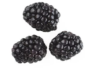 Blackberries Gallery: Blackberries