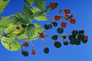 Bramble Prints: Blackberries / Bramble PPG 1055 Rubus fruticosus © Pascal Goetgheluck / ARDEA LONDON