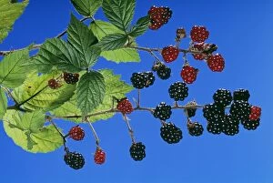 Blackberries Gallery: BLACKBERRIES / Bramble - showing ripe and unripe berries