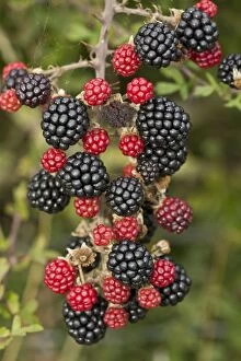 Blackberries Gallery: Blackberries Dorset, UK