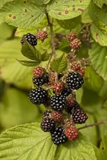 Blackberries Gallery: Blackberries in fruit