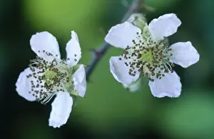 Bramble Prints: Blackberry Bramble Blossom
