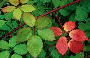 Leaf Collection: Blackberry bramble shrub in autumn