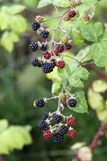 Images Dated 31st August 2007: Blackberry - fruit on bush - edible