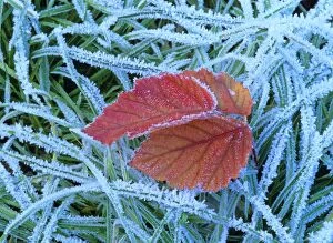 Plant Textures Collection: Blackberry leaf in autumn colour amidst frost-covered grass Baden-Wuerttemberg, Germany