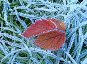 Bush Prints: Blackberry leaf in autumn colour amidst frost-covered grass Baden-Wuerttemberg, Germany