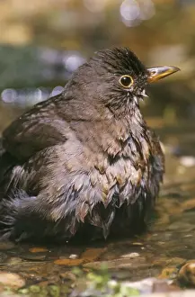 Blackbird