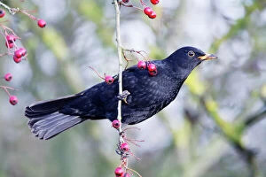 Images Dated 15th December 2008: Blackbird