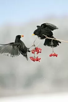 Images Dated 9th January 2009: Blackbird - 2 males fighting over Guelder Rose berries in winter