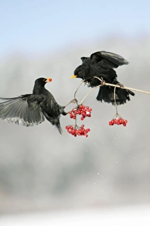 Blackbird - 2 males fighting over Guelder Rose berries in winter Blackbird - 2 males fighting over Guelder Rose berries in winter