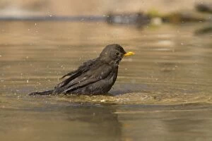 Images Dated 26th February 2012: Blackbird - adult female bathing