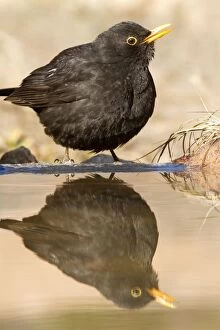 Images Dated 26th February 2012: Blackbird - adult male drinking at pool