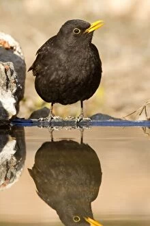 Images Dated 26th February 2012: Blackbird - adult male drinking at pool