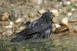 Blackbird - bathing