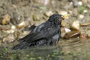 Blackbird - bathing. France