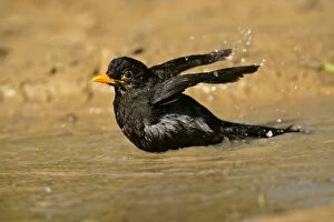 Images Dated 16th May 2006: Blackbird bathing in a rain puddle flapping it's wings Croatia