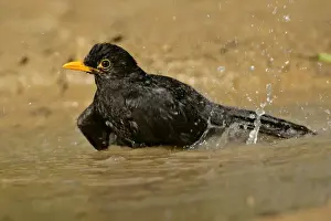 Puddle Prints: Blackbird bathing in rain puddle flapping it's wings Croatia