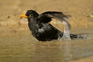 Blackbird - bathing in rain puddle flapping its wings
