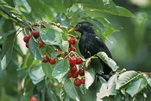 Blackbird - in cherry tree with cherrys