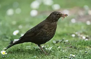 Blackbird CK 3844 Turdus merula &copy; Chris Knights ARDEA LONDON