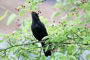 Fruit Gallery: Blackbird - eating berries in garden