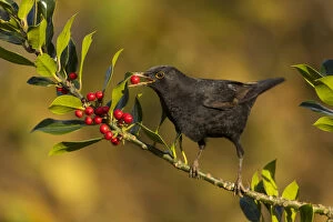 Blackbird Gallery: Blackbird - Eating Holly Berries - Cornwall - UK