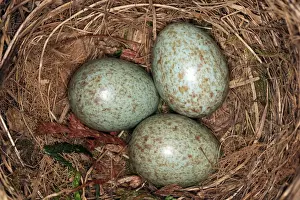Eggs Prints: Blackbird - eggs in nest