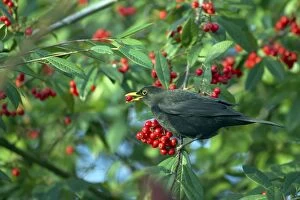 Blackbird - Feeding on Autumn Berries