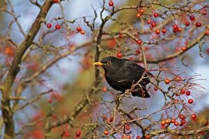 Blackbird - feeding on Autumn berries