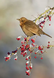 Weather Prints: Blackbird - feeding on frosty berries in hawthorn tree - Cannock Chase - Staffordshire - England