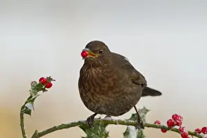 Blackbirds Prints: Blackbird - feeding on Holly berries - West Wales UK 11921