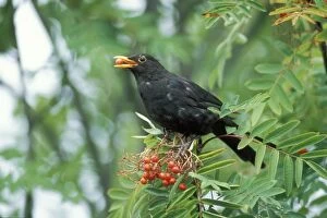 Images Dated 17th June 2004: Blackbird Feeding on Rowan berries