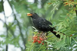 Blackbird Feeding on Rowan berries