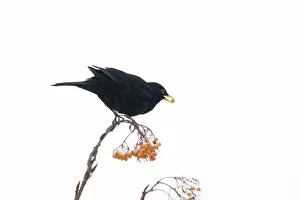 Blackbird - feeding on Rowan Berries in snow in Garden