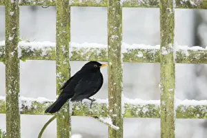 Blackbird - feeding on Rowan Berries in snow in Garden Turdus merula Essex, UK BI019393