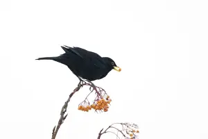 Blackbird - feeding on Rowan Berries in snow in Garden Turdus merula Essex, UK BI019397