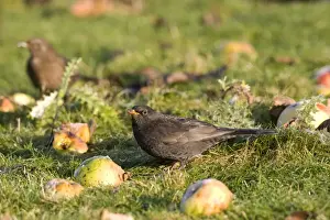 Blackbird -Feeding on windfall apples - Norfolk UK